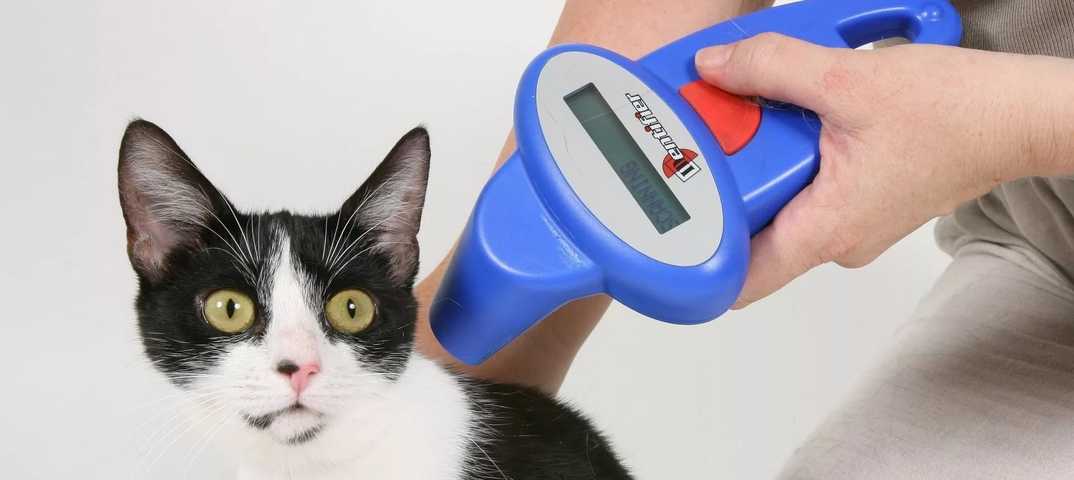 Чипирование кошек: преимущества и недостатки, особенности процедуры, как делают, отзывы
