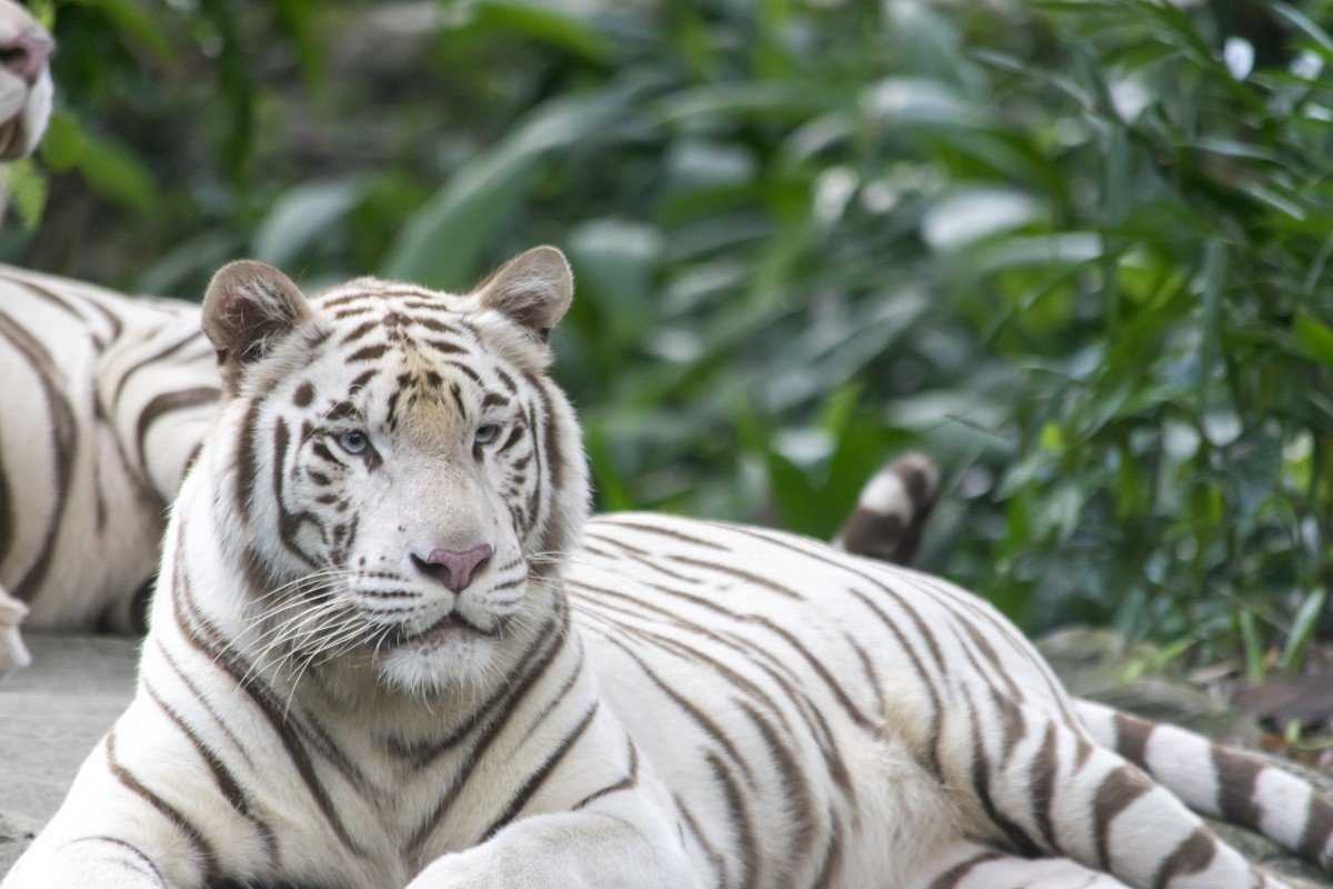 Тигры: их описание, образ жизни и повадки. интересные факты о тиграх