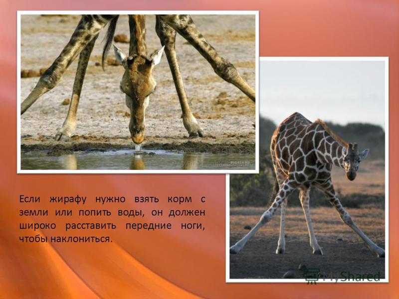 Жирафы – описание, ареал, питание, поведение, размножение и подвиды