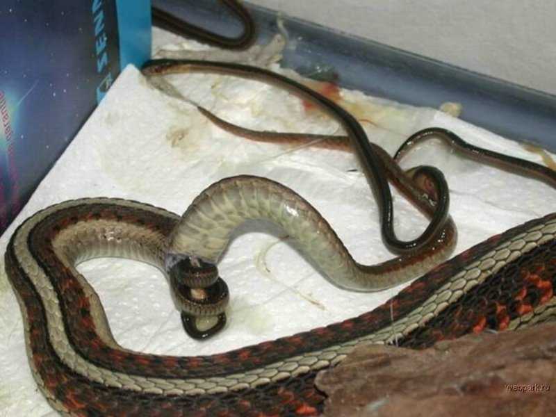 Самые удивительные факты о змеях: фото, виды, рекорды