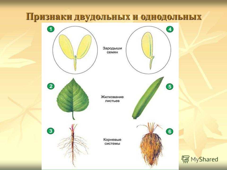 Однодольные и двудольные растения: сходства и отличия