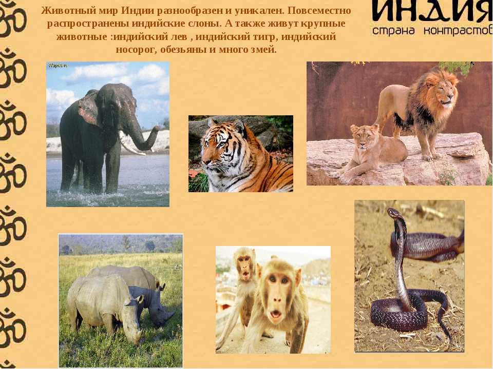 Самое древнее животное, которое до сих пор не вымерло. кто это? - hi-news.ru