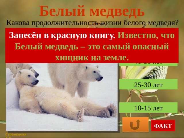 25 интересных фактов о белых медведях – zagge.ru