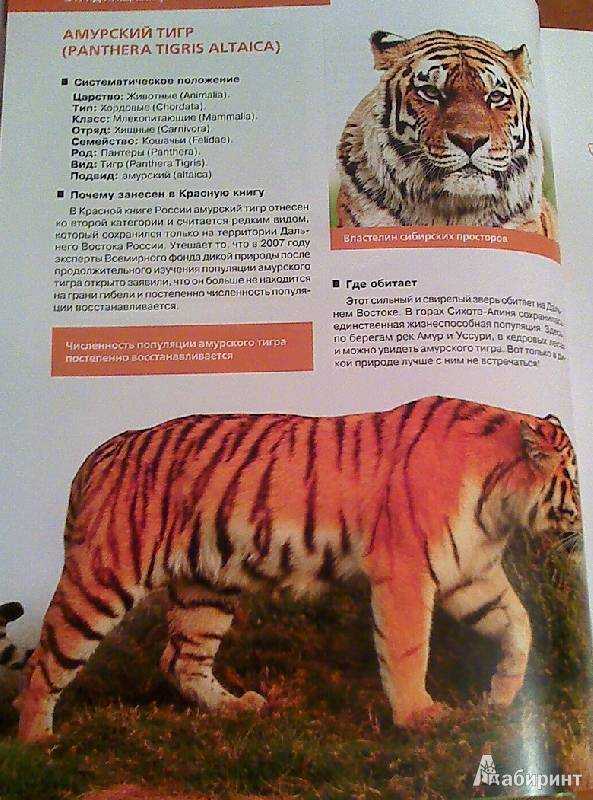 Красная книга россии - описание, виды и списки редких животных и растений