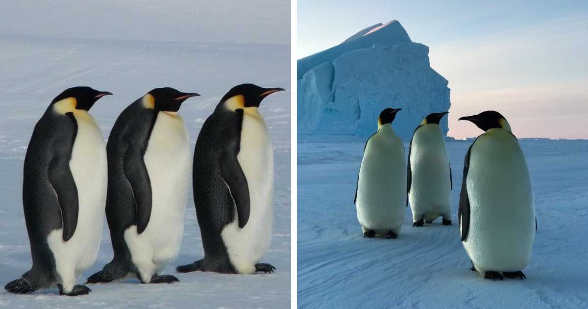 Топ 5 — интересные факты об антарктиде. почему белые медведи не едят пингвинов, температура + 30 °с и что такое антарктический оазис.