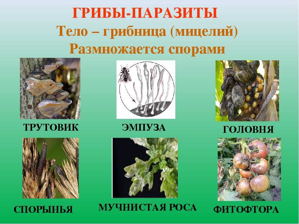 Грибы-паразиты: представители, значение в природе (биология, 5 класс) - tarologiay.ru