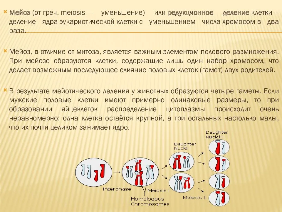 Мейоз биологическое значение. Что такое митоз это деление клеток с диплоидным. Митоз и мейоз. Редукционное деление мейоза. Митоз редукционное деление.
