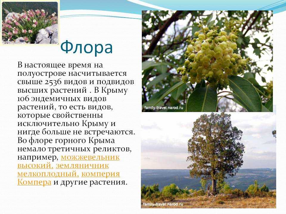 Растительность крыма | крымология-r wiki | fandom