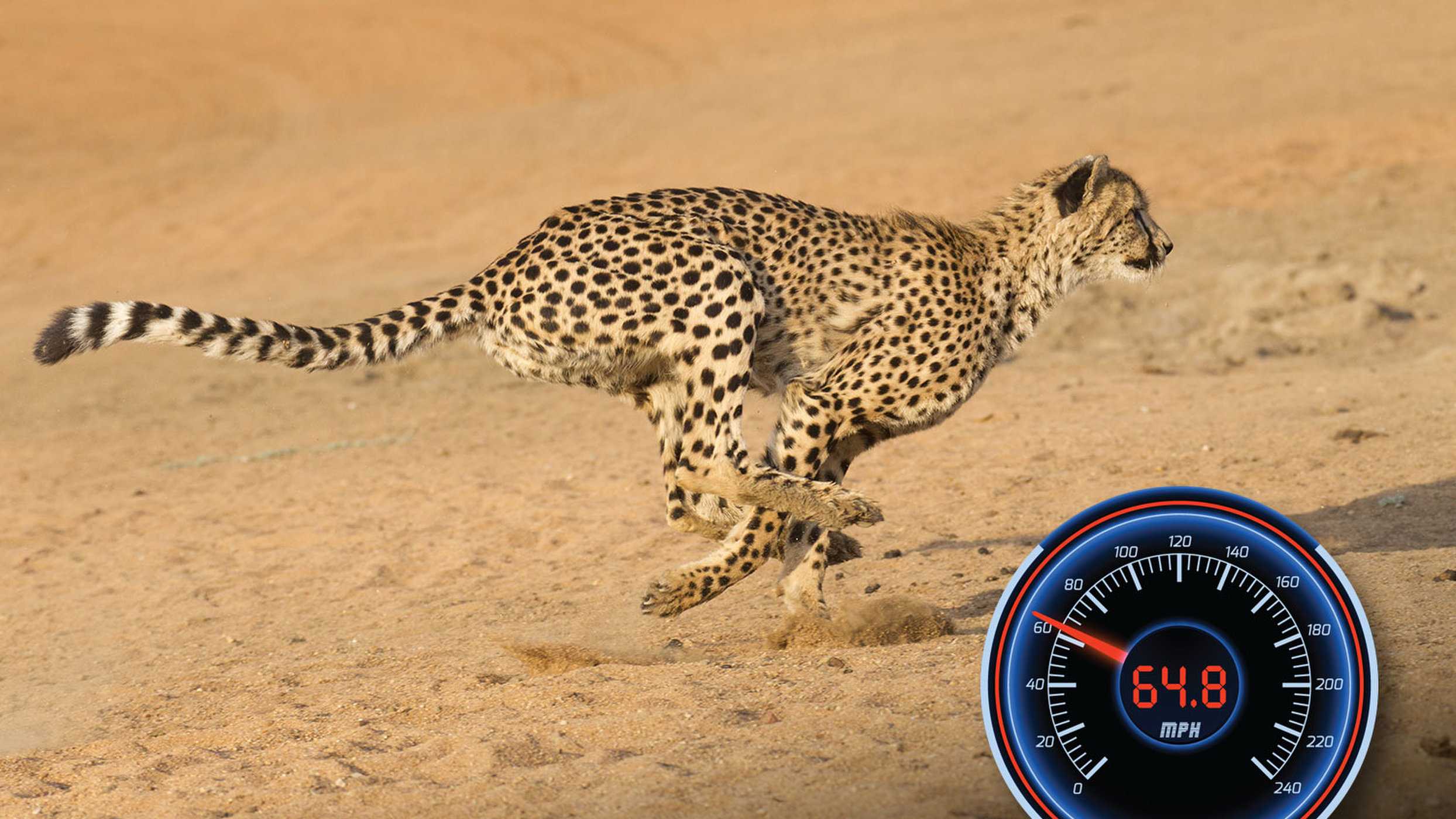 ОТВЕТ: Жирафы способны развивать скорость бега до