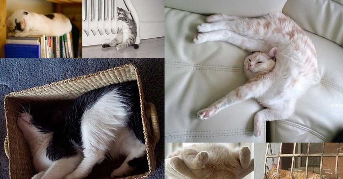 Сколько спят кошки в сутки - полное руководство