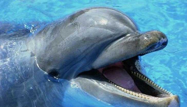 Интересные факты о дельфинах для детей, учеников 4 класса - самые удивительные истории о млекопитающих