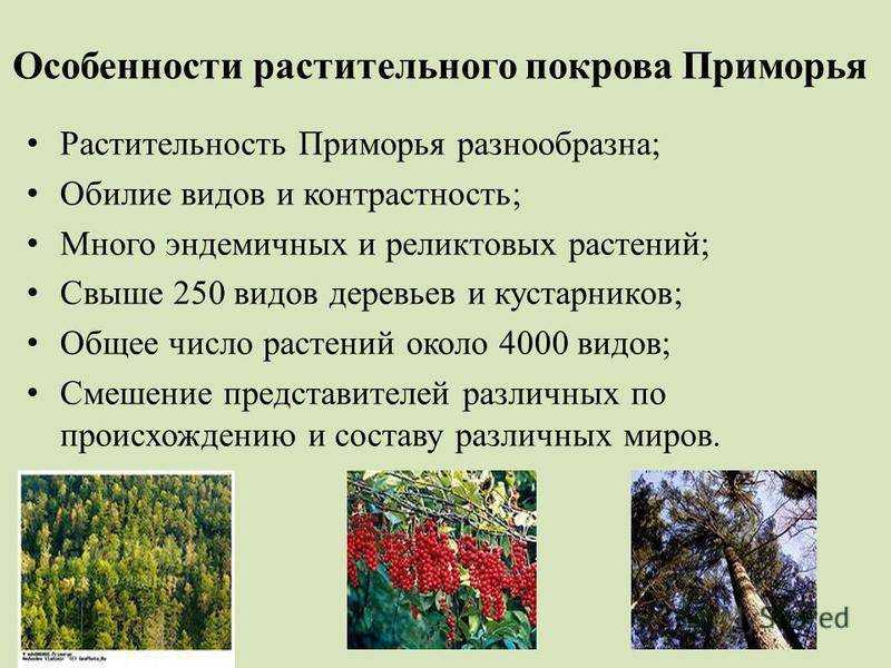 Виды растений и их роль в природе