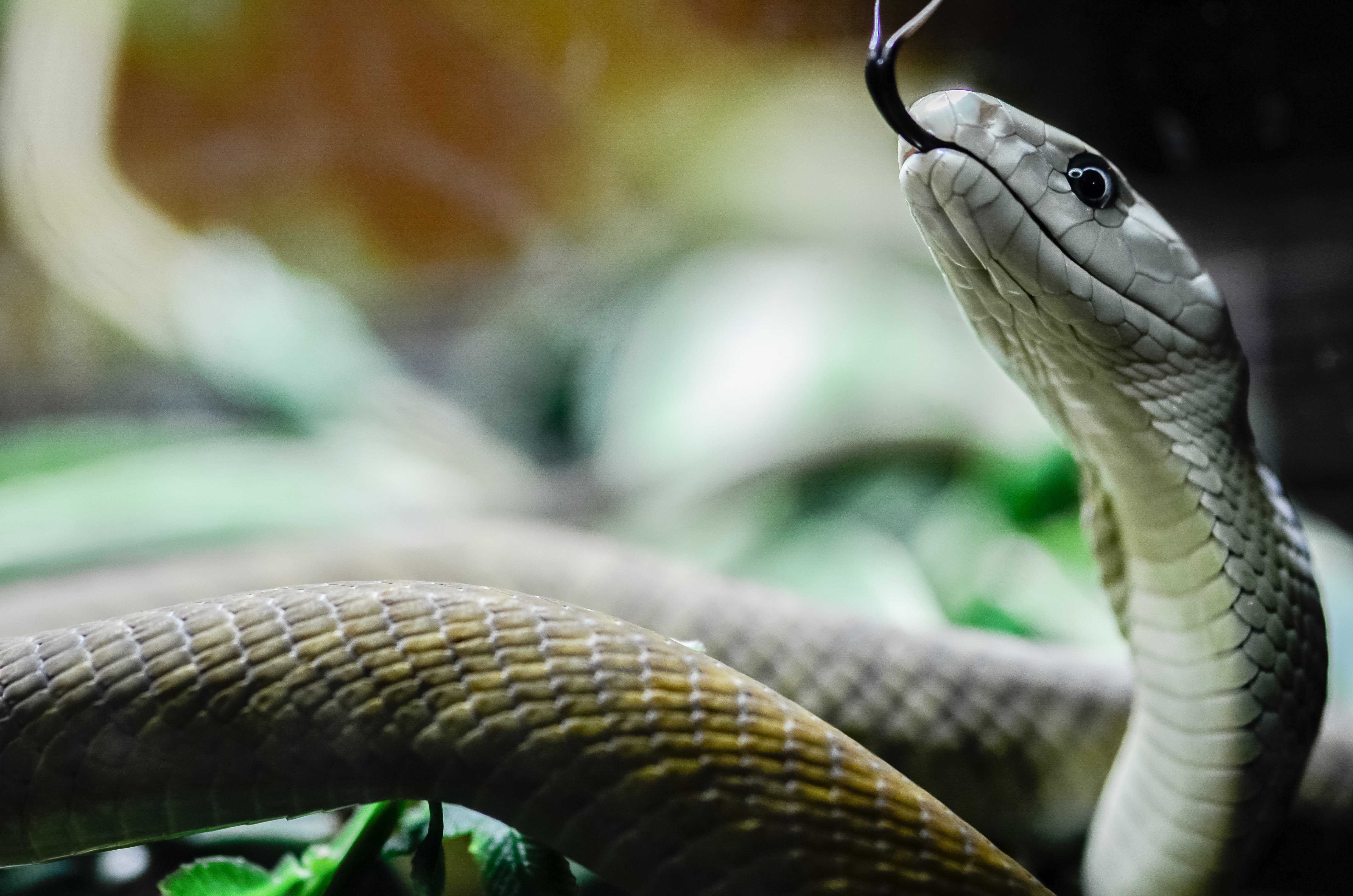 Топ 10: самые ядовитые и опасные змеи в мире - фото, названия и характеристика — природа мира