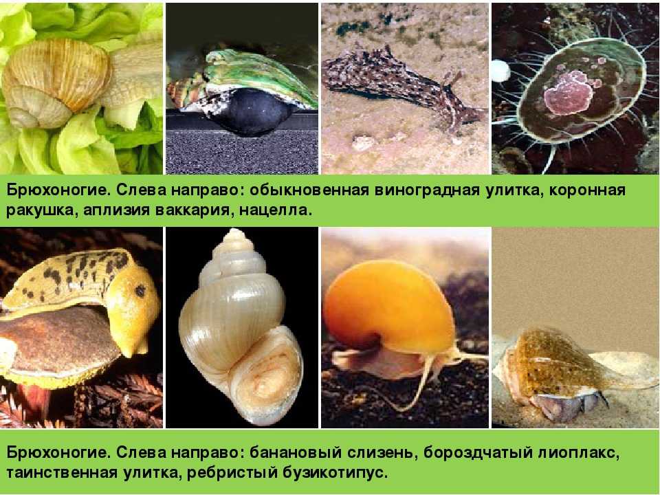 Роды брюхоногих моллюсков