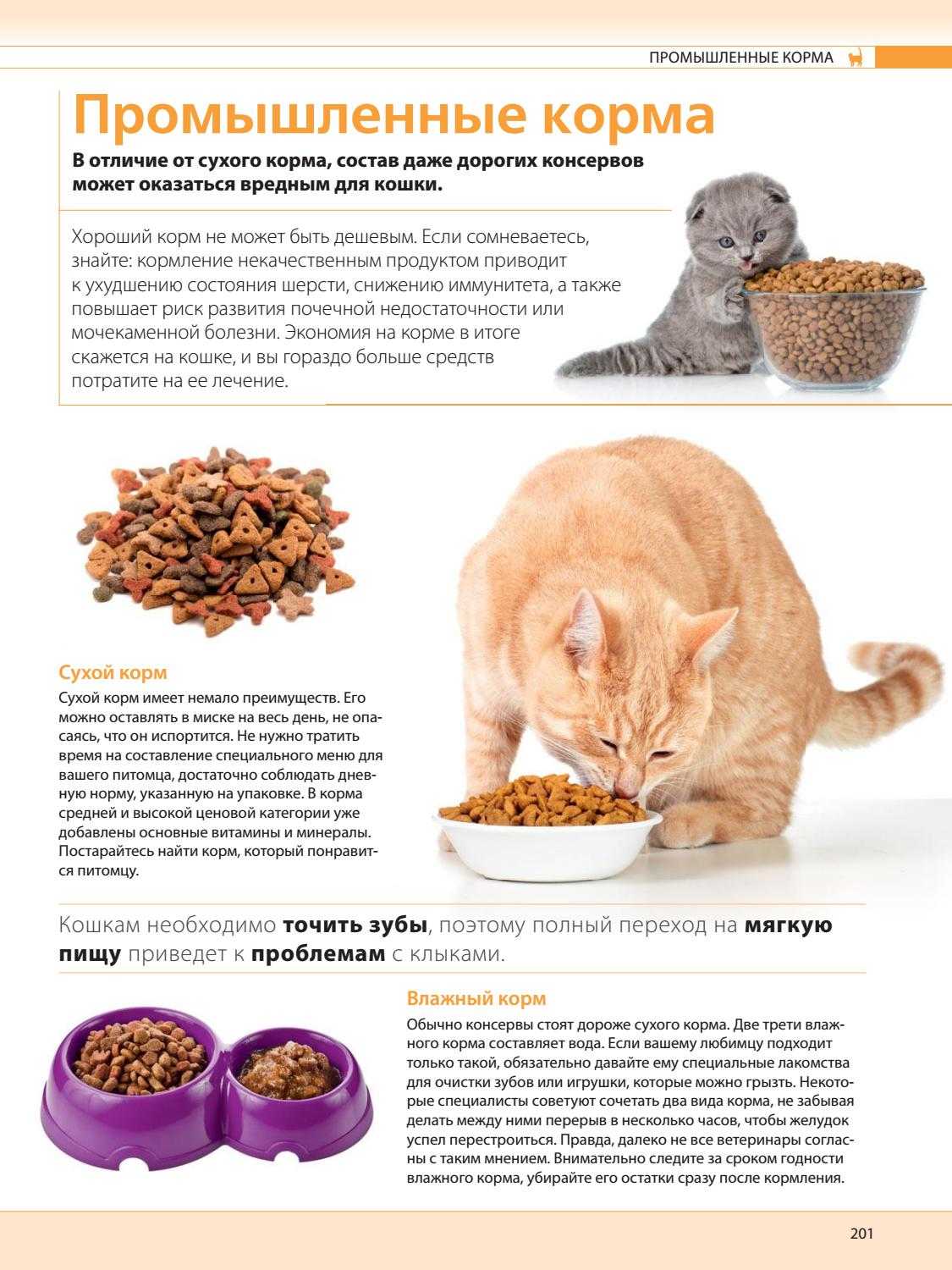 Заболевания печени у кошек: причины, признаки и симптомы