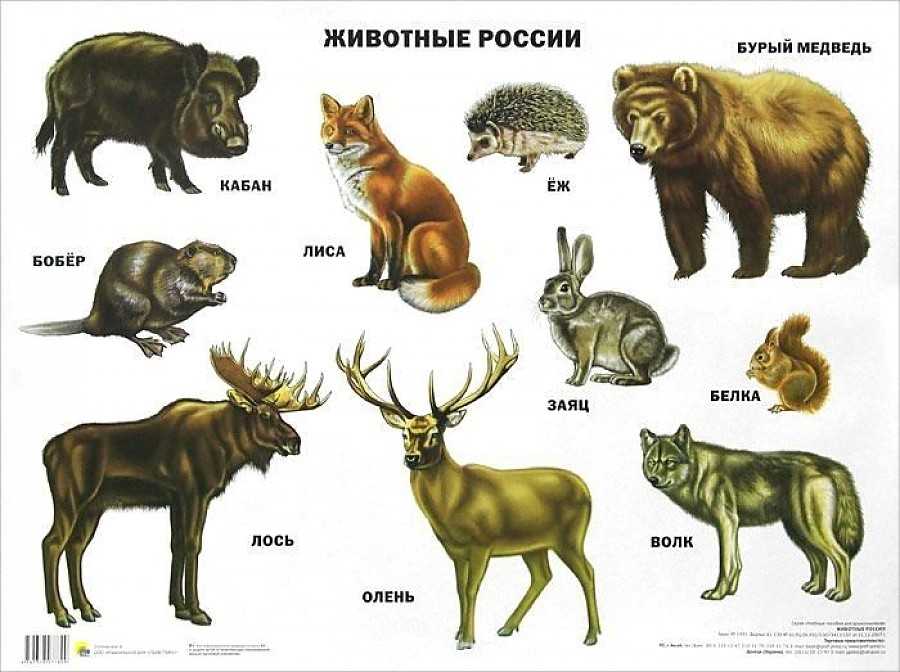 100 интересных фактов о животных всего мира, россии, о которых вы не знали: список