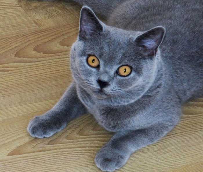 Голубой бенгальский кот: особенности дымчатого уникального окраса