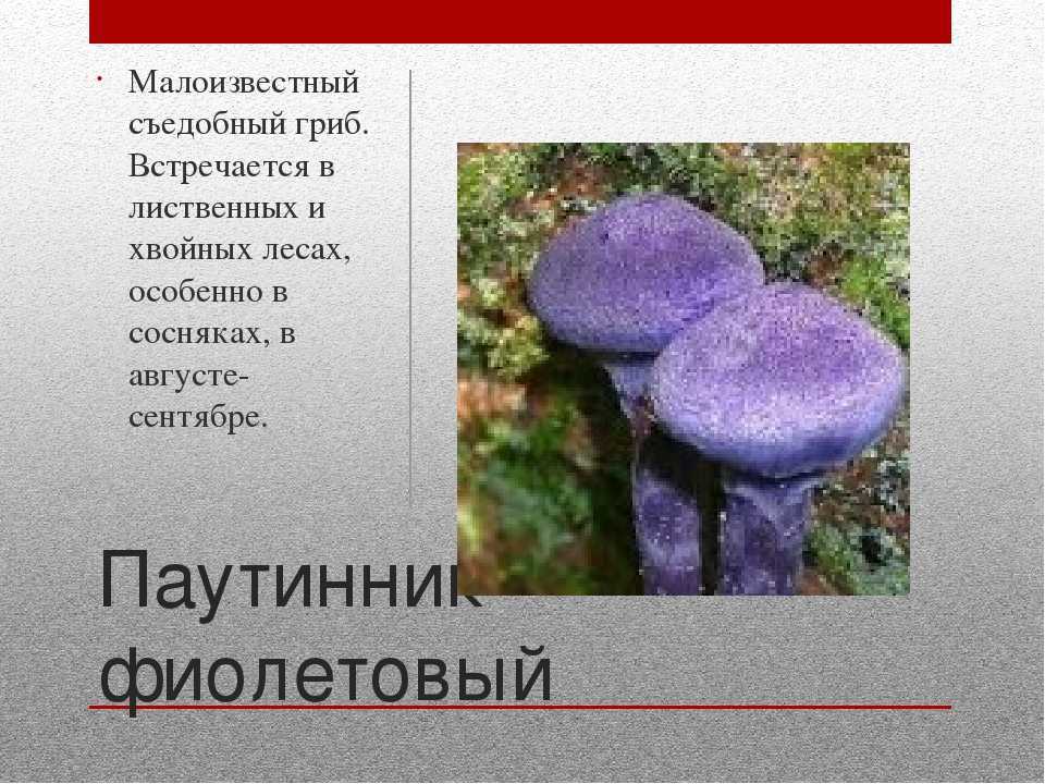 Доклад про ядовитые грибы - ogorod.guru