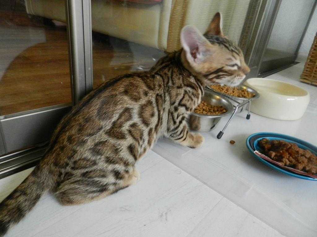 Чем кормить персидскую кошку: 5 лучших кормов + натуральное питание