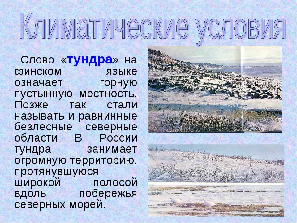 Тундра как природная зона россии: особенности и географическое положение на карте, характеристики