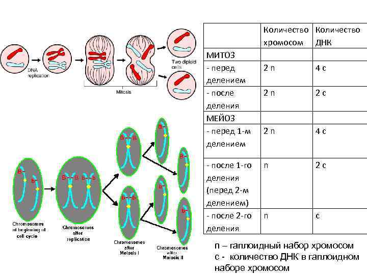 Сколько хромосом в телофазе мейоза 1. Мейоз 1 набор хромосом и ДНК. Схема митоза и мейоза 2n2c. Хромосомный набор в фазах мейоза. Митоз интерфаза 2n2c.