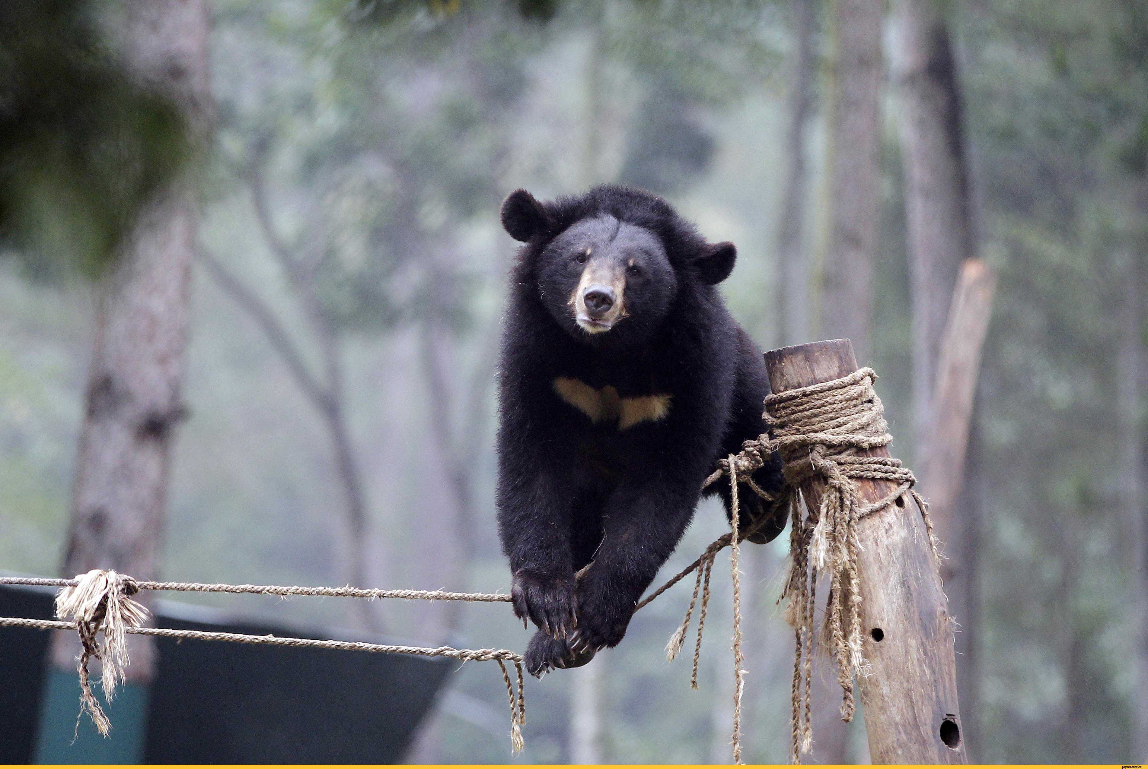 Гималайский медвежонок. Гималайский белогрудый медведь. Гималайский медведь Приморский край. Гималайский медведь в Уссурийской тайге. Уссурийский белогрудый медведь.