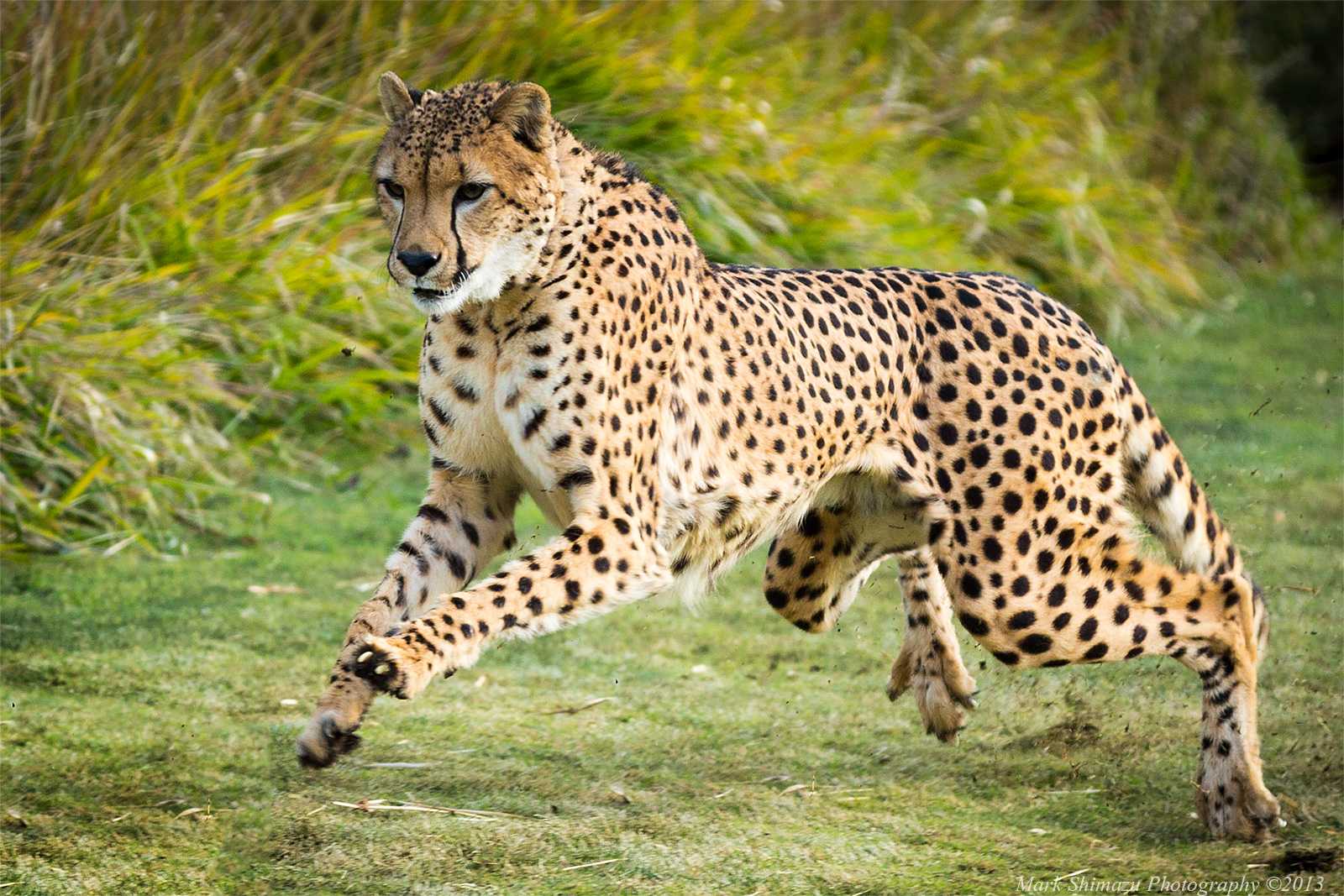Самая быстрая кошка в мире - топ 10 пород