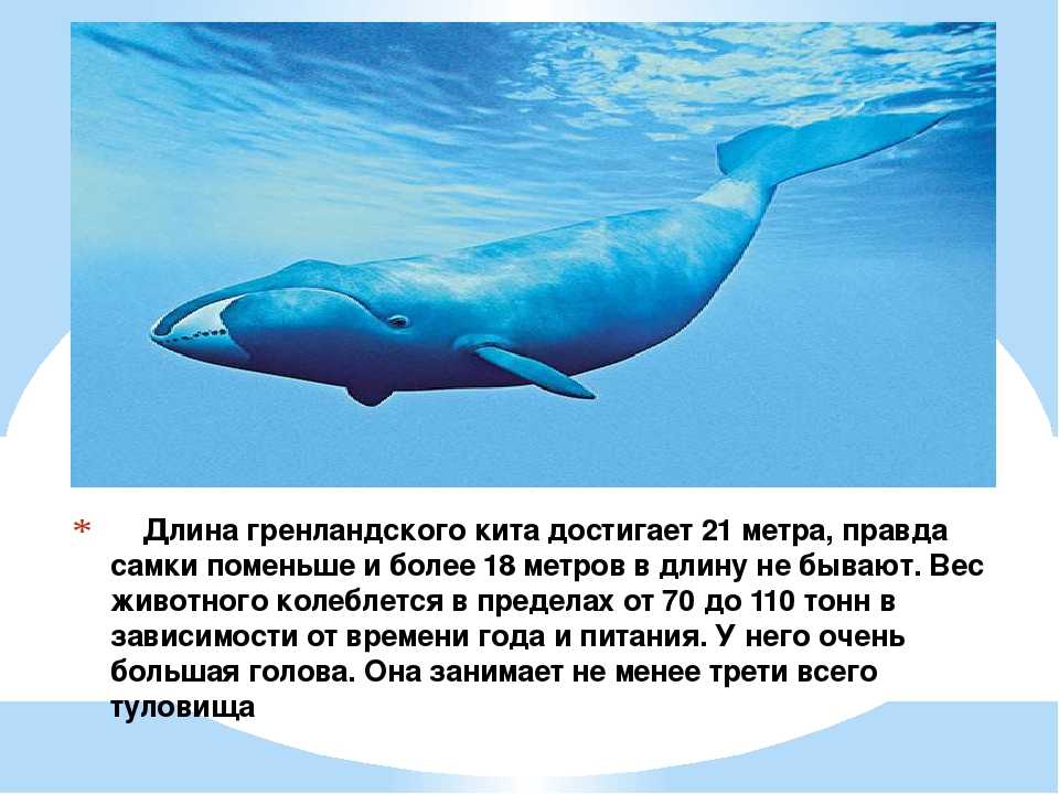 Где живет кит русский язык 1 класс. Арктическая пустыня Гренландский кит. Гренландский кит Горбач. Гренландский кит (блювал). Гренландский кит красная книга.
