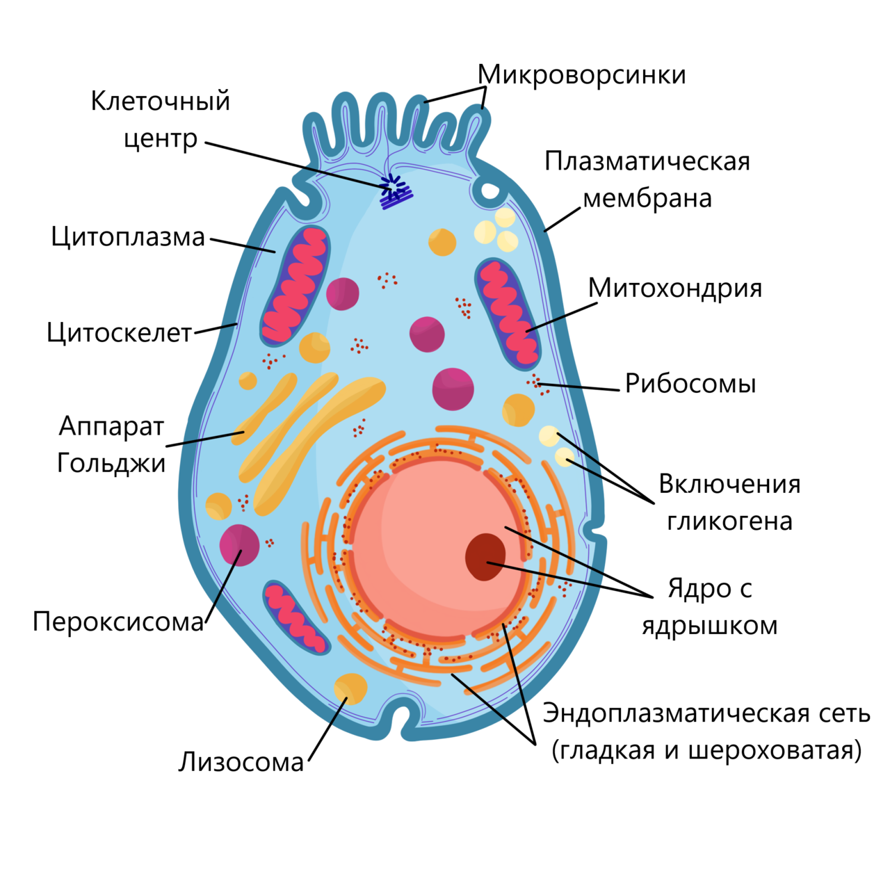 Эукариотическая клетка - определение, основные компоненты, классификация