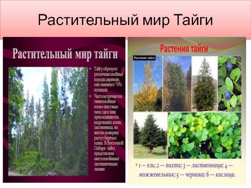 Растения тайги 5 класс биология. Природная зона Тайга растения. Растения сибирской тайги.