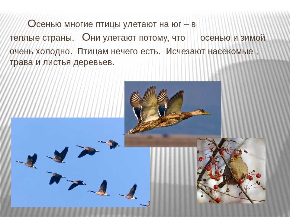 Куда улетают перелётные птицы из россии? | вечные вопросы | вопрос-ответ