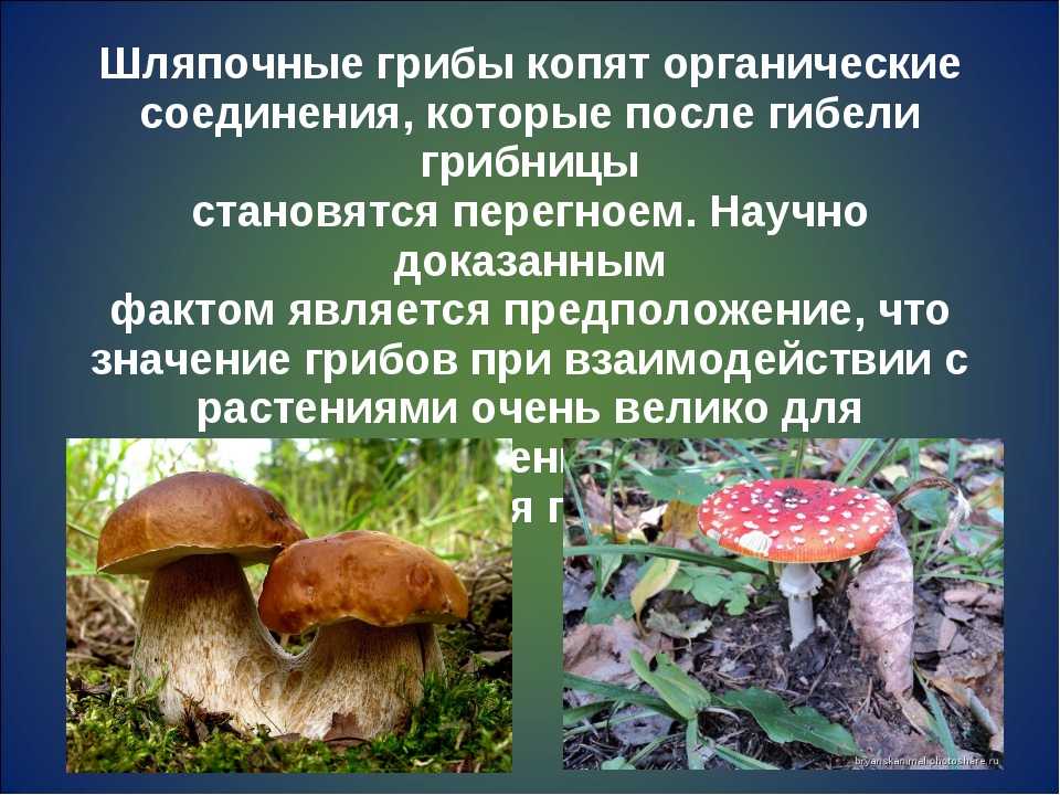 Белый гриб (boletus edulis): информация, где растет, фото, виды