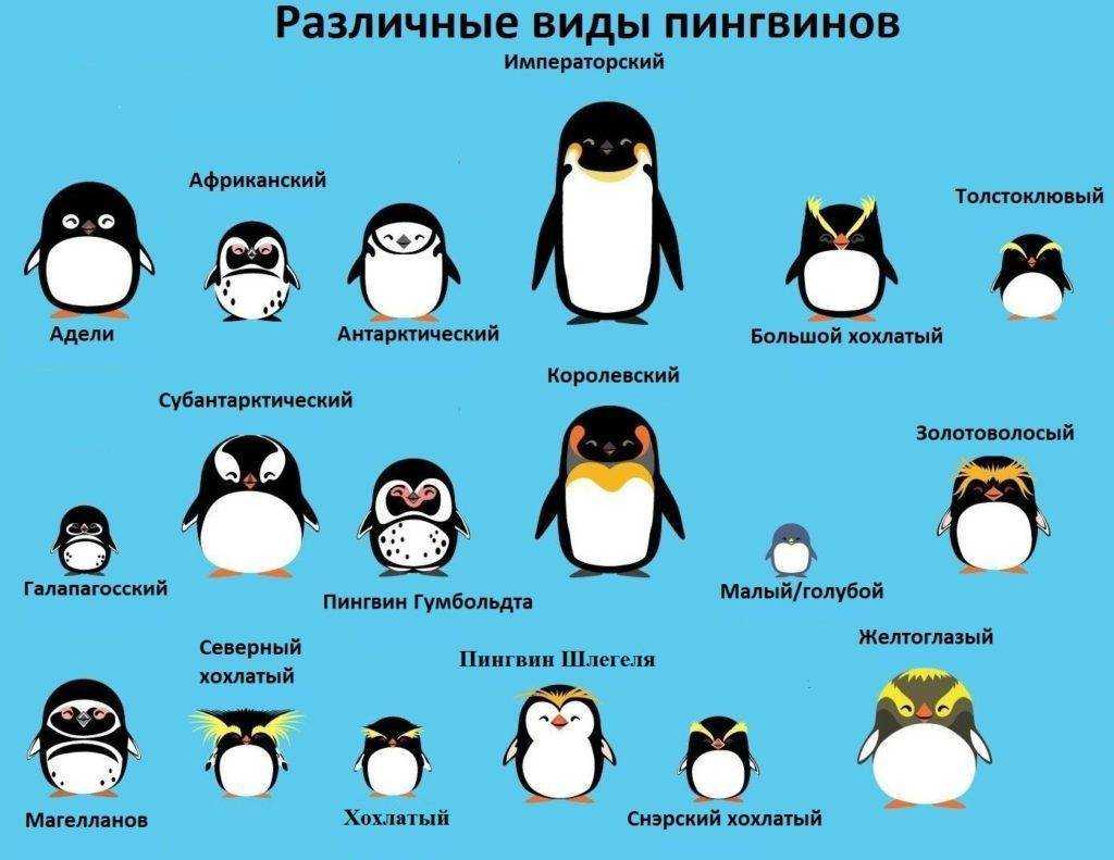 12 фактов об императорских пингвинах