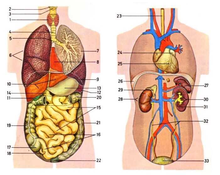 Органы человека схема с названиями и фото. Строение человека внутренние органы. Строение органов спереди. Строение туловища человека органы. Схема строения тела человека с внутренними органами.