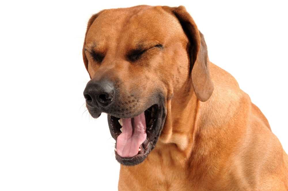 Собаки чихают так же как и люди Чихание может быть вызвано как простым щекотанием в носу, так и свидетельствовать о заболевании животного