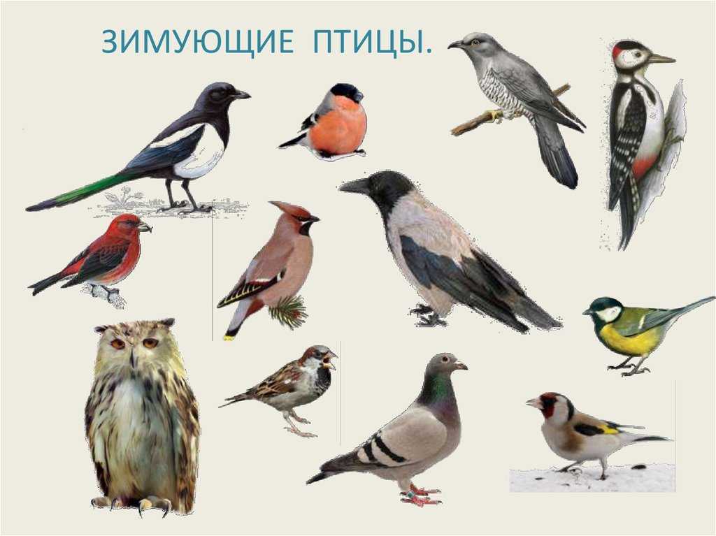 Отряды класса птиц - список, названия, фото и краткое описание