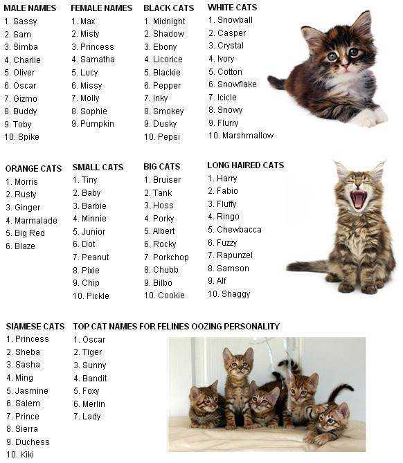 380 имен для рыжего кота или кошки (по полу, оригинально)