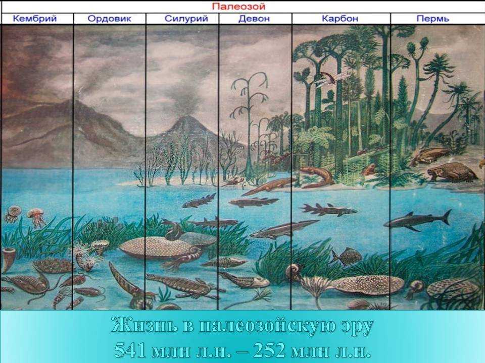 Эры и периоды: палеозой, мезозой, кайнозой, таблица хронологической последовательности
