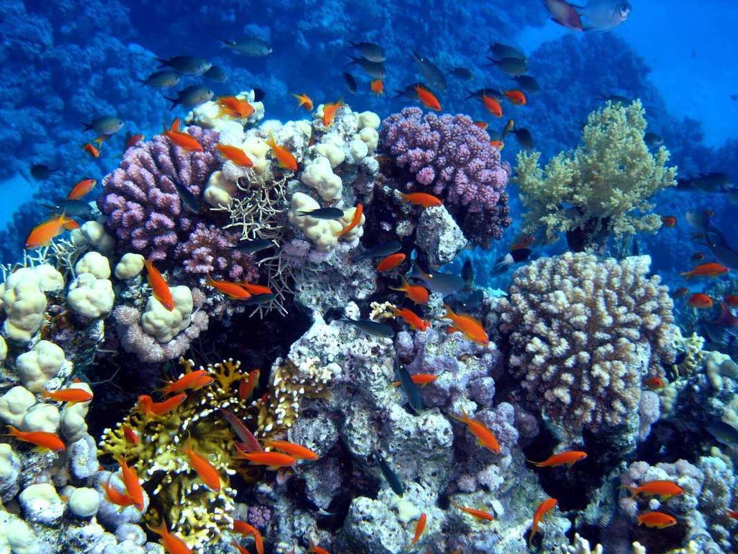 Коралловые полипы. описание, особенности, виды и значение коралловых полипов