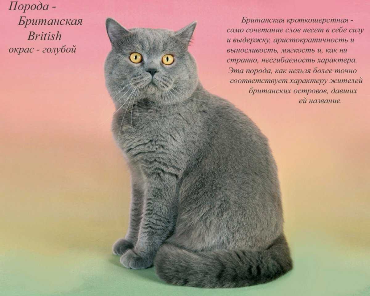 Короткошерстные породы кошек - названия и фото (каталог)