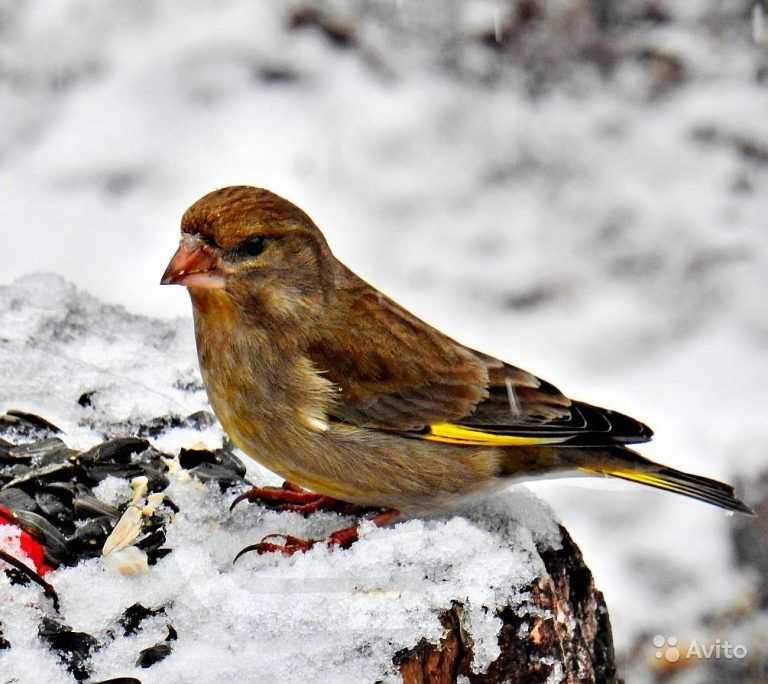 Зимние птицы подмосковья названия и фото