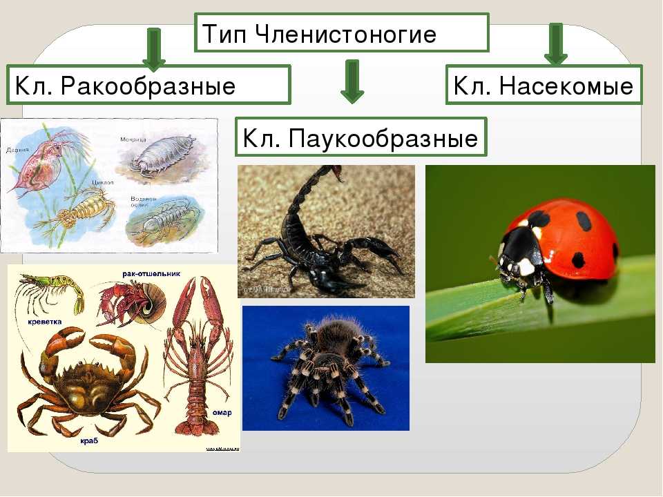 Членистоногие ракообразные паукообразные насекомые: классификация