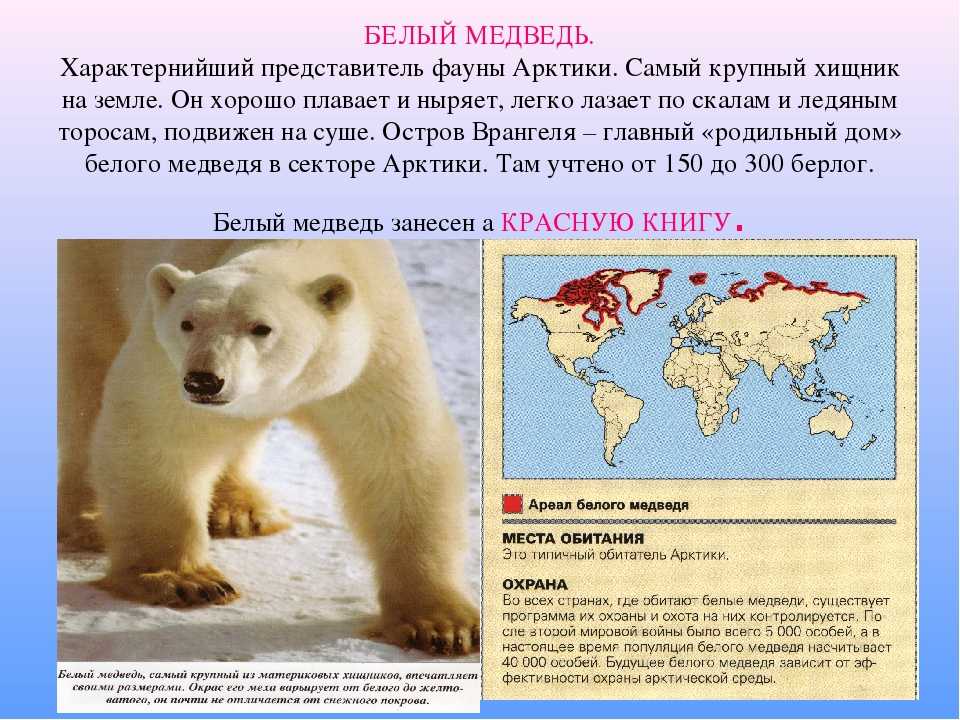 Где живут белые медведи, одинокий путешественник арктики  