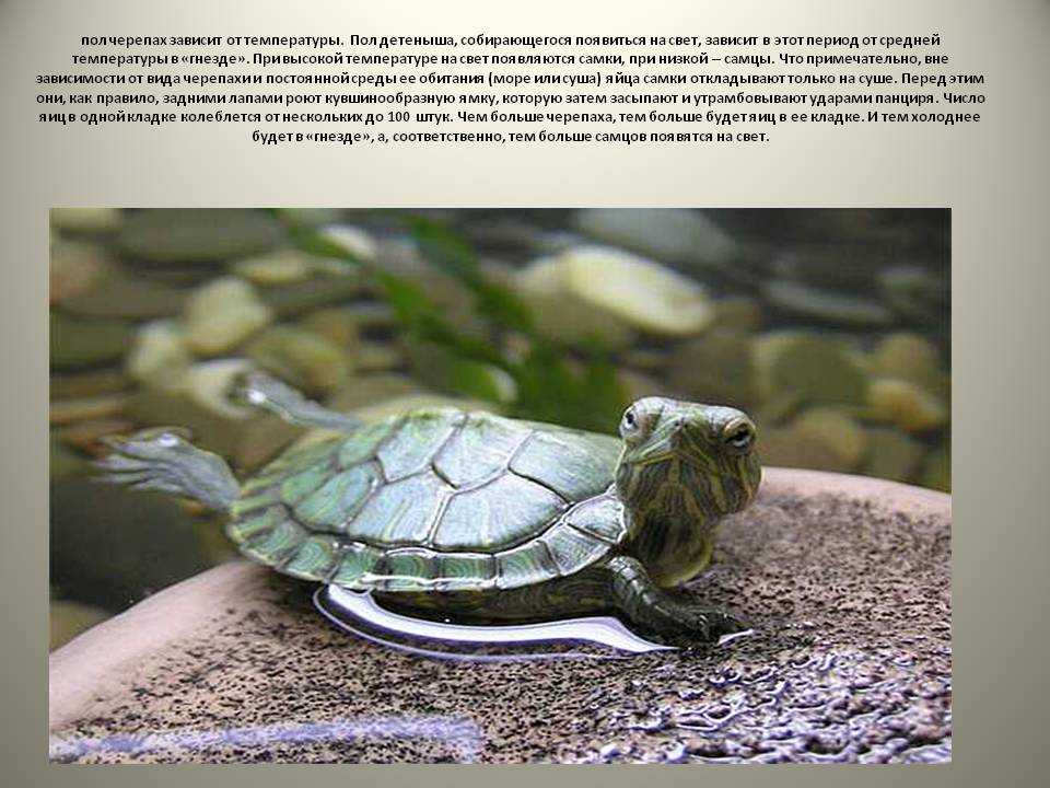 Какую скорость может развить черепаха? - статьи