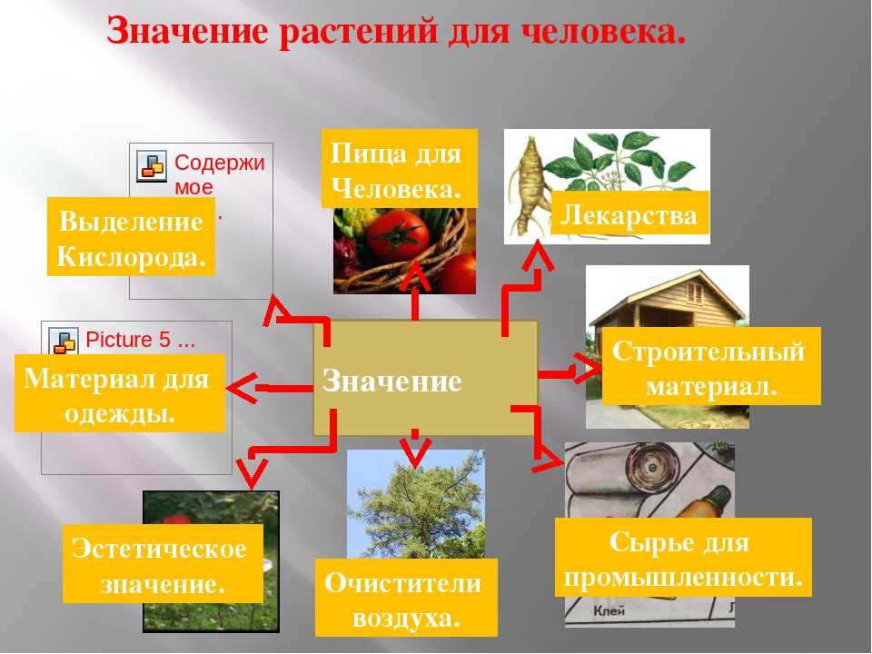 Схема что дают растения человеку 3 класс. Роль растений в природе. Роль растений в природе и жизни человека. Поль растений в природе и жизни человека. Роль растений в жизни человека.