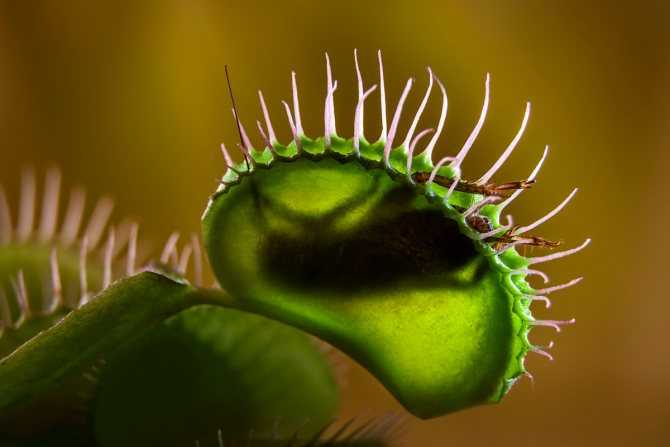 Венерина мухоловка: уход в домашних условиях, выращивание из семян, чем кормить, фото