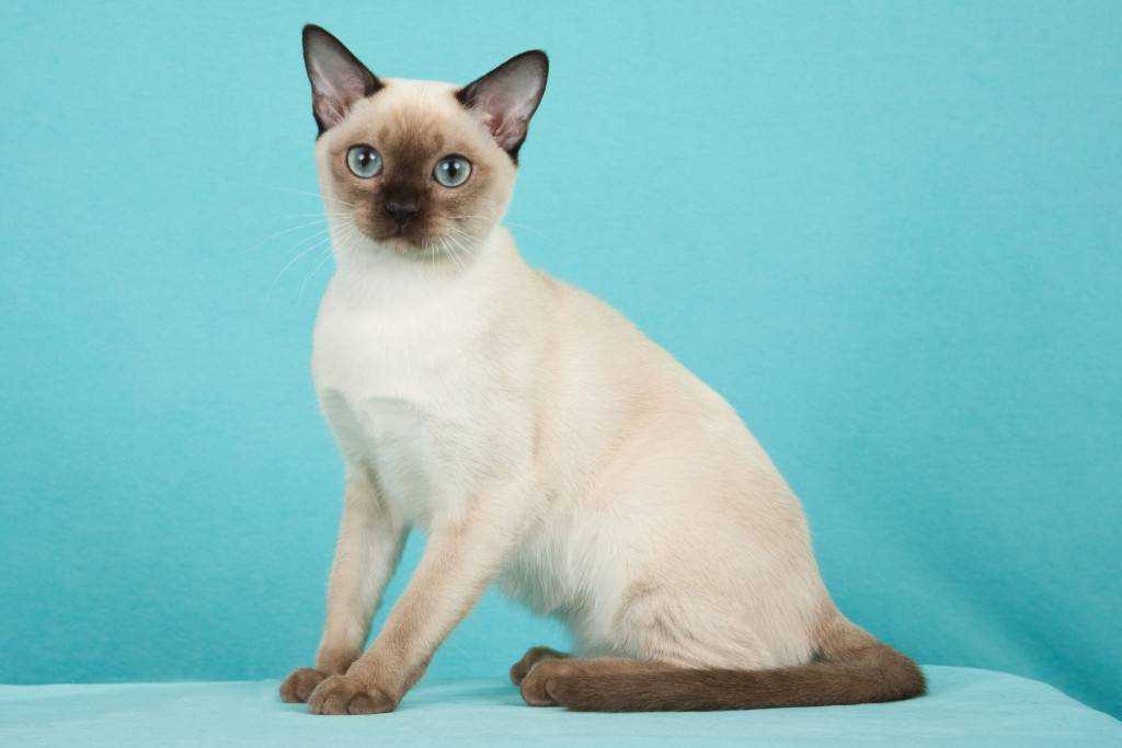Полосатый кот: породы серых породистых кошек, 18 самых популярных кошек с полосатым окрасом, сравнительная таблица