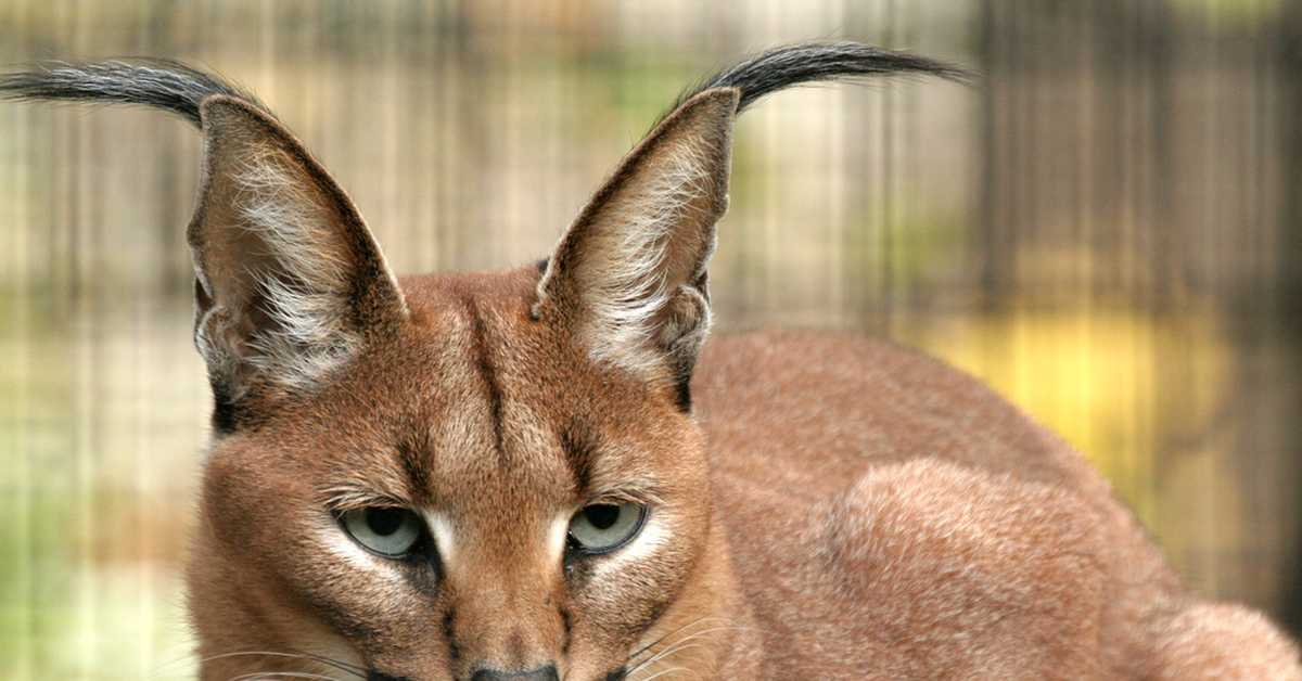 Как называется порода домашних кошек с кисточками на ушах, похожих на рысь?