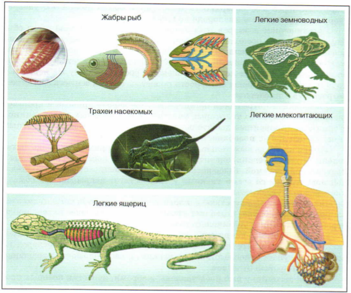 Типы дыхания животных 8 класс биология