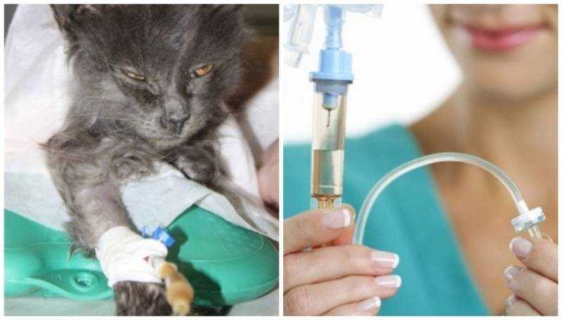 Отравление у кошек: [как понять, что делать, чем лечить]